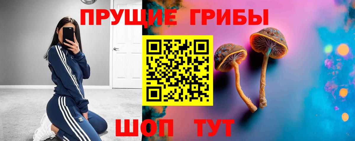 Звенигород  Галлюциногенные грибы Psilocybe  Вход с VPN 